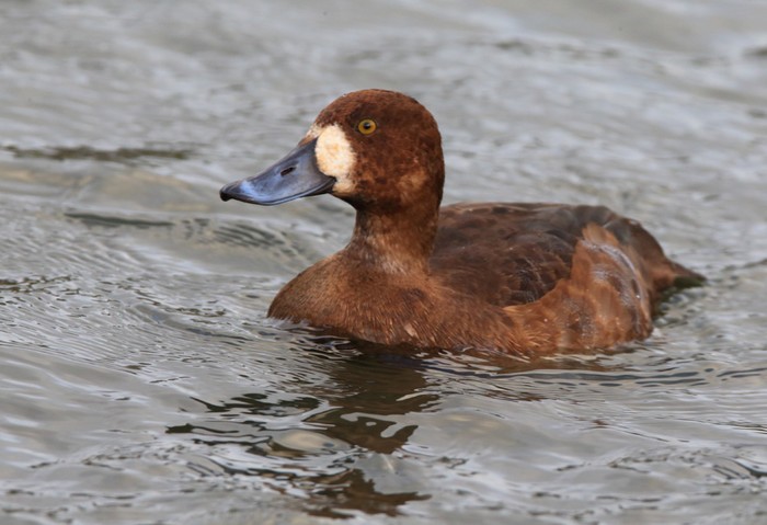 Scaup