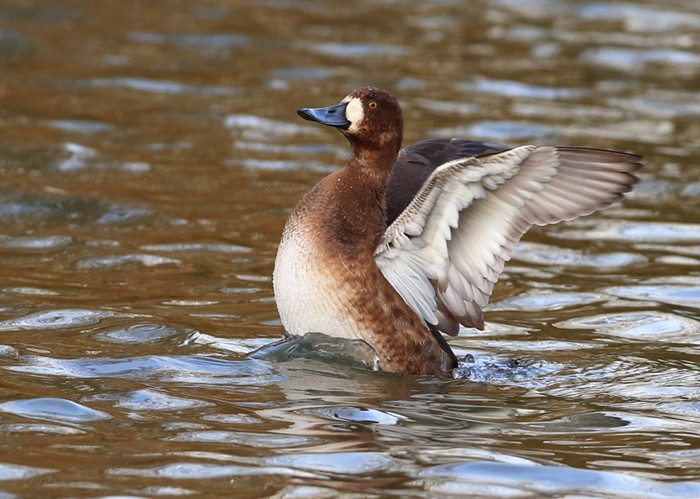 Scaup