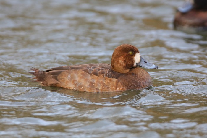 Scaup