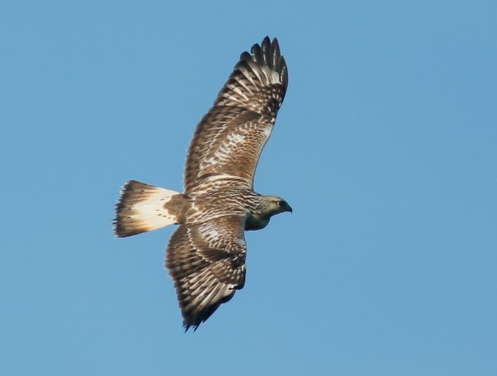 Rough-legged Buzzard