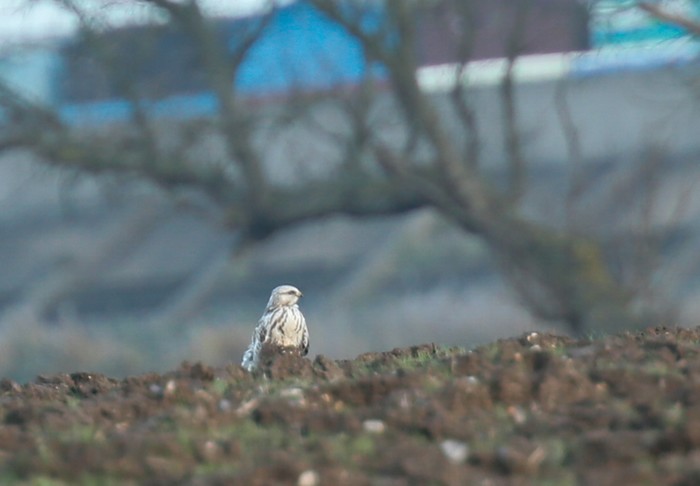 Rough-legged Buzzard