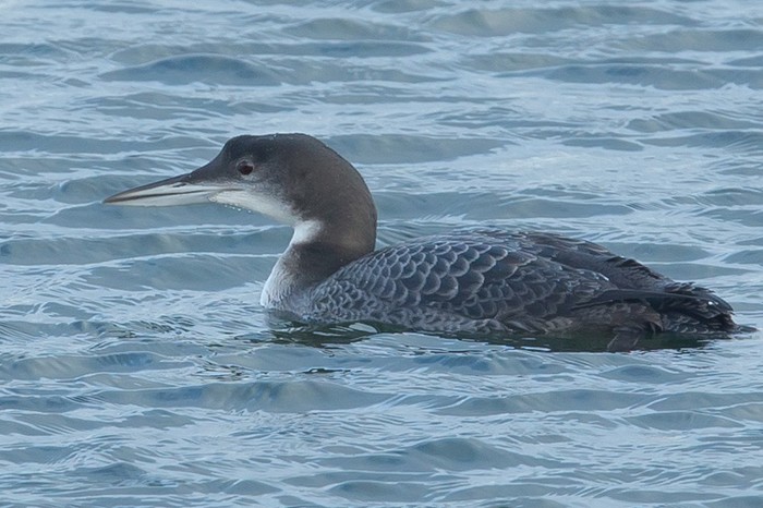 Great Northern Diver