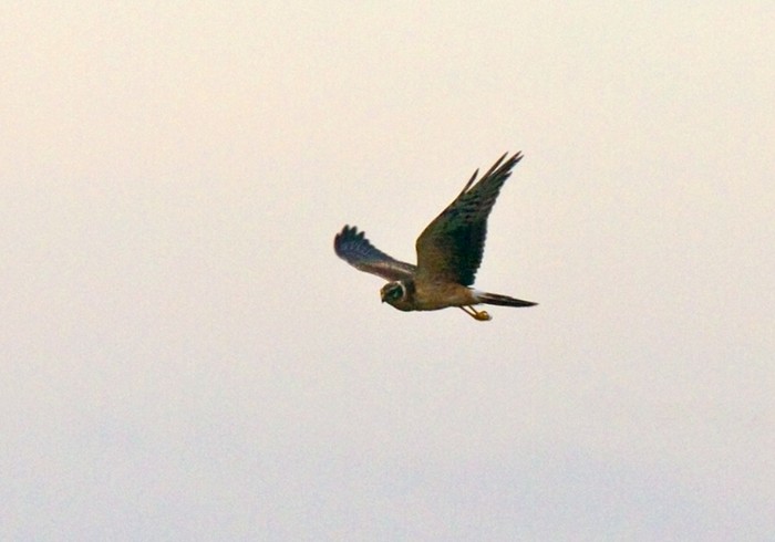 Pallid Harrier