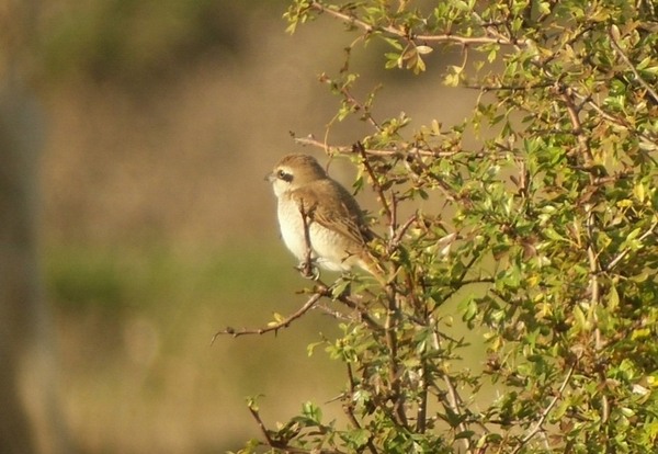 Brown Shrike