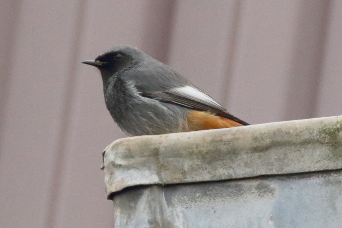 Black Redstart
