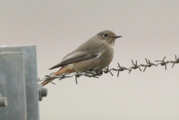 Black Redstart