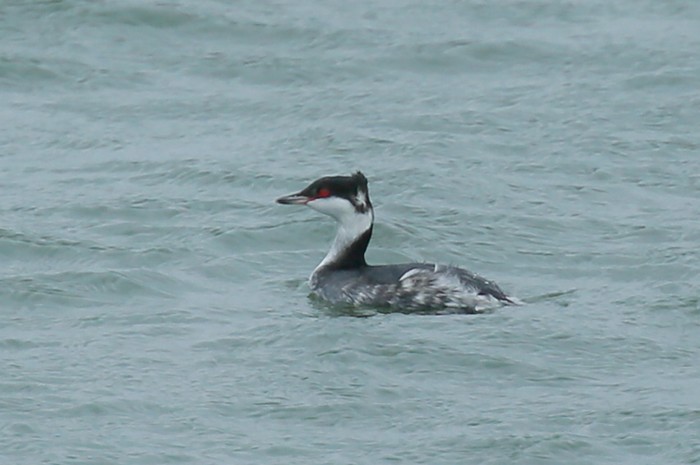 Slavonian Grebe
