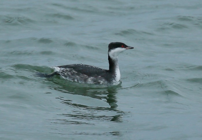 Slavonian Grebe