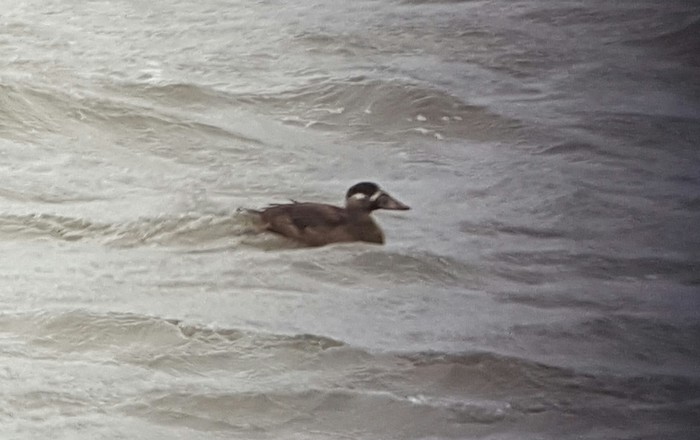 Surf Scoter
