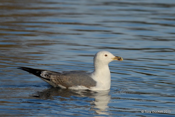 Yellow-legged Gull