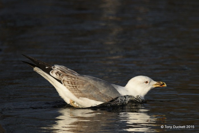 Yellow-legged Gull