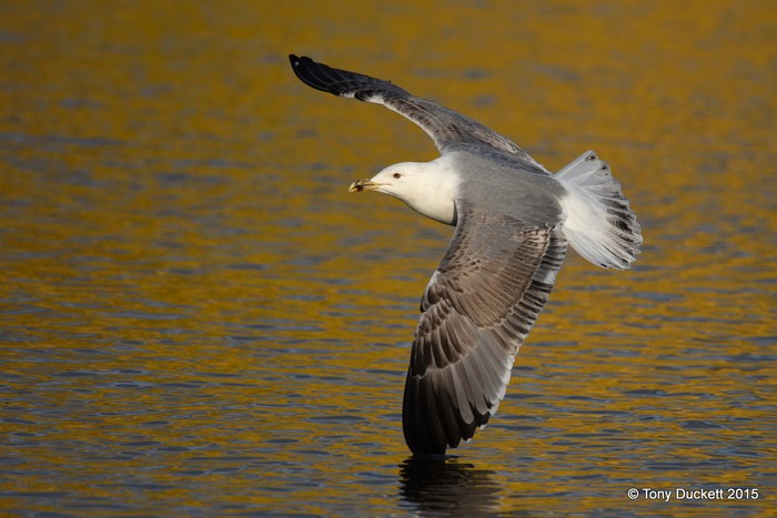 Yellow-legged Gull