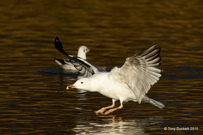 Yellow-legged Gull