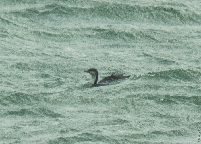 Pacific Diver