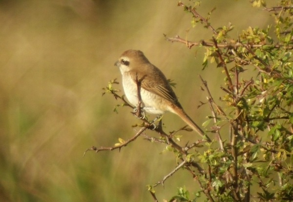Brown Shrike