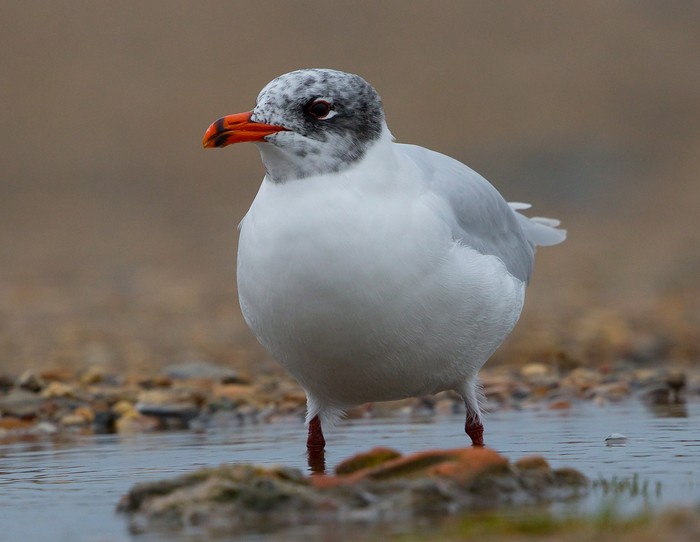 Mediterranean Gull