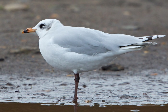 Mediterranean Gull