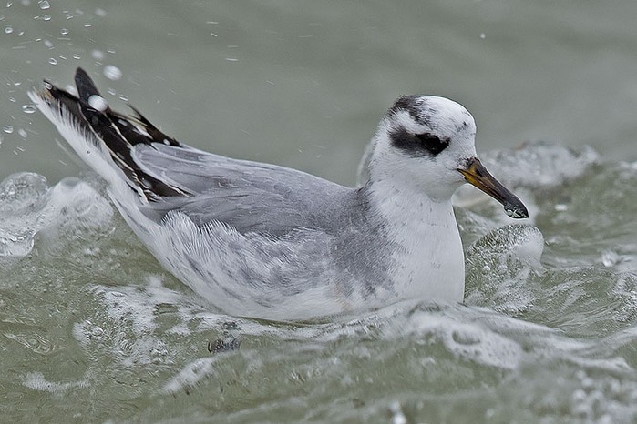 Grey Phalarope
