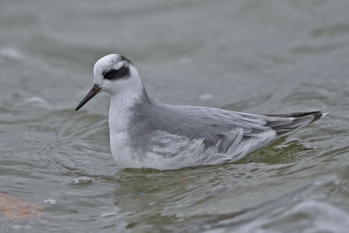 Grey Phalarope