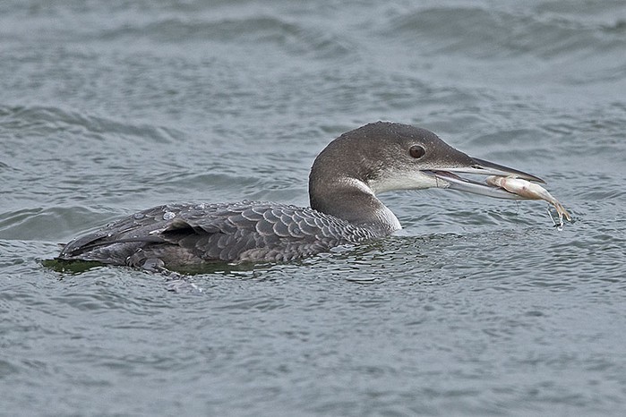 Great Northern Diver