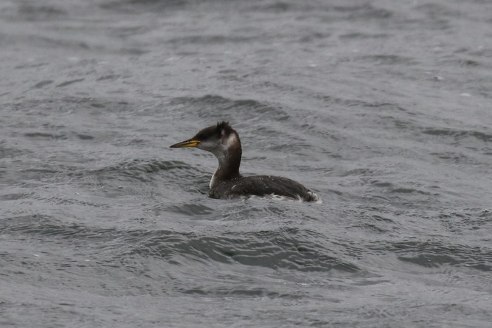 Red-necked Grebe