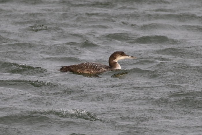 Great Northern Diver