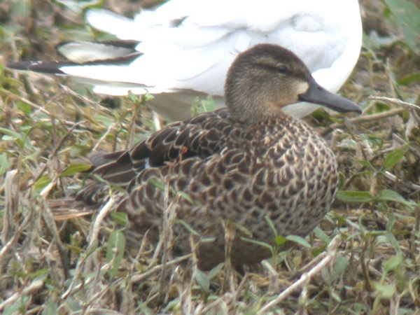 Blue-winged Teal