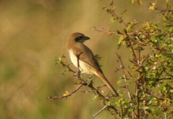 Brown Shrike