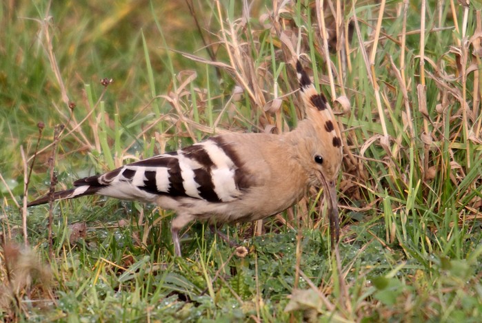 Hoopoe