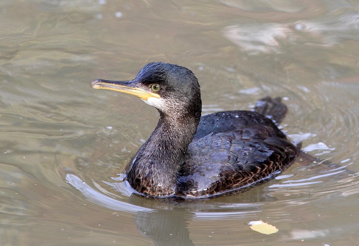 Shag