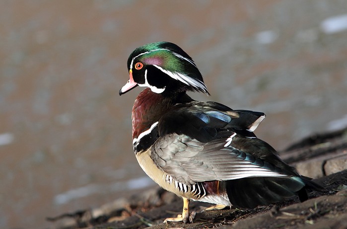 Wood Duck