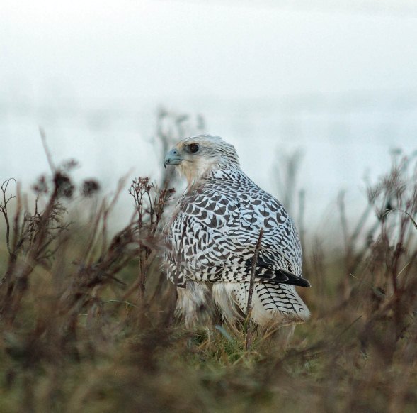 Gyr