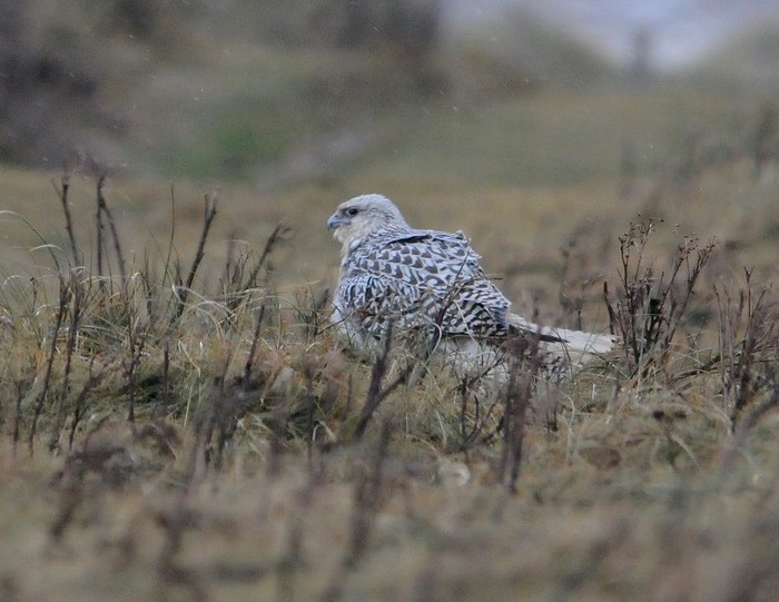 Gyr