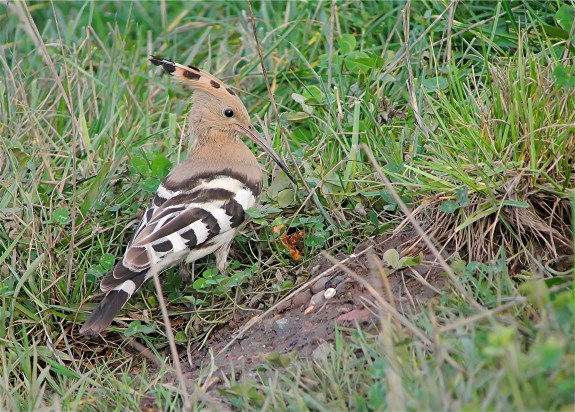 Hoopoe