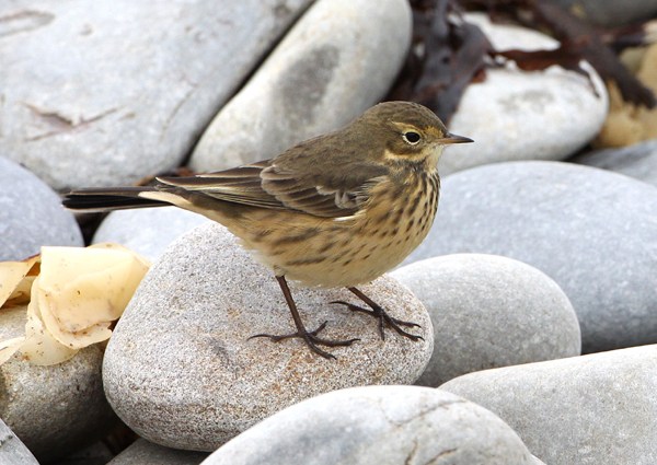 Buff-bellied Pipit