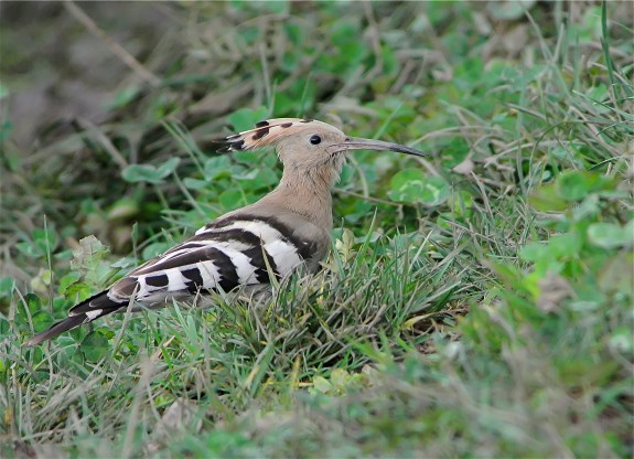 Hoopoe