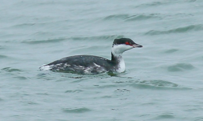 Slavonian Grebe