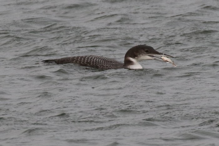 Great Northern Diver