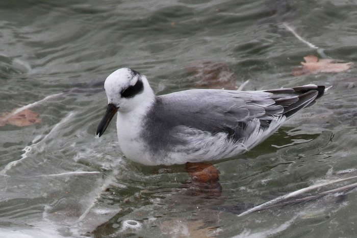 Grey Phalarope