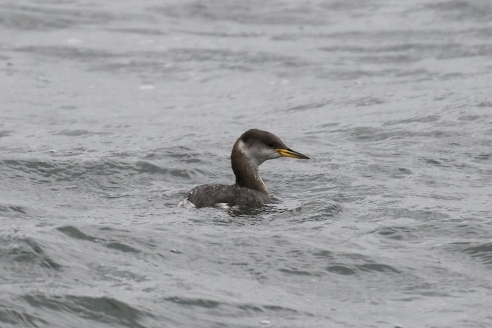 Red-necked Grebe 