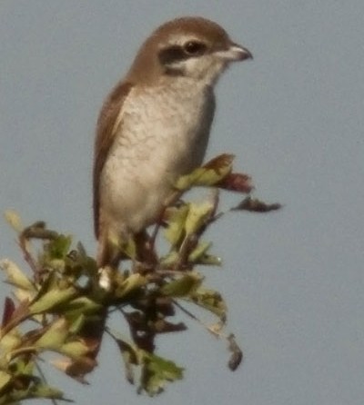 Brown Shrike