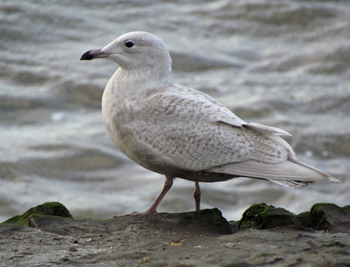 Iceland Gull