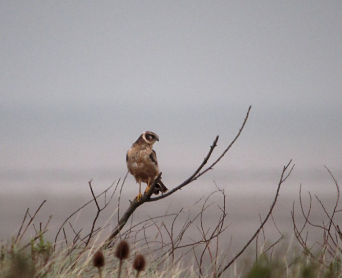 Pallid Harrier
