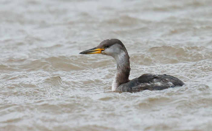 Red-necked Grebe