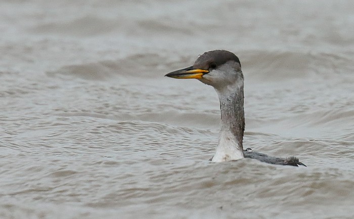 Red-necked Grebe