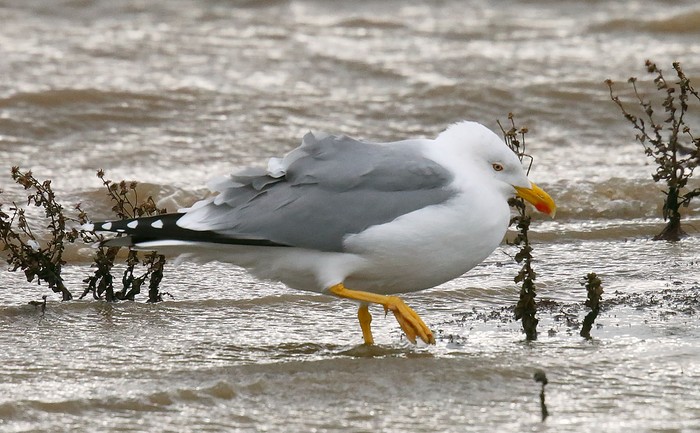 Yellow-legged Gull