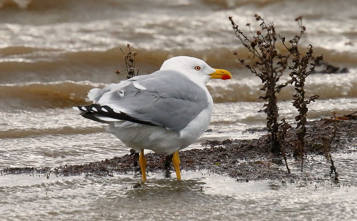 Yellow-legged Gull