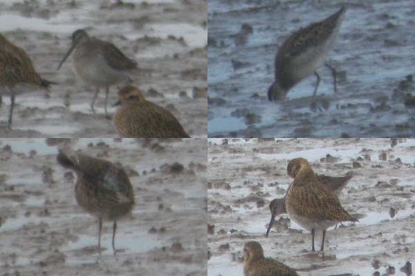 Long-billed Dowitcher