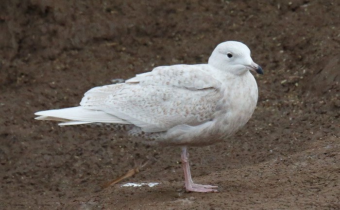 Iceland Gull