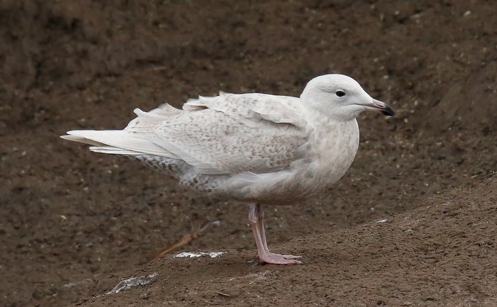 Iceland Gull